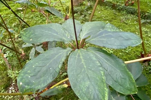 Hồi sinh cây sâm quý ở miền Tây Nghệ An