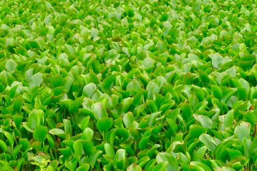 Bèo tây phủ kín sông ở Nghệ An gây 'nghẽn' dòng chảy mùa mưa lũ