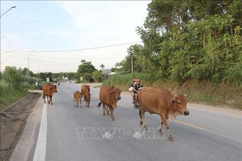 Tái diễn tình trạng thả rông gia súc trên đường Hồ Chí Minh