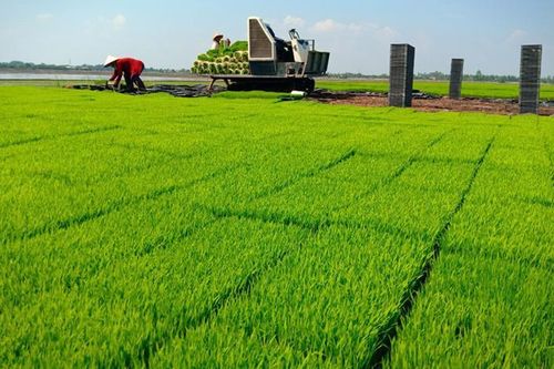 Sản xuất nông nghiệp tháng 7/2024: Thủy sản nuôi trồng tăng khá, gieo cấy lúa nỗ lực sau mưa lũ