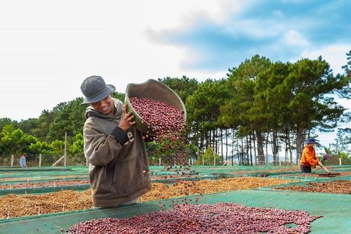 Doanh nghiệp chế biến nông sản, dược liệu nhỏ của Gia Lai tìm đường xuất khẩu