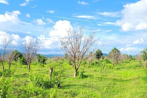 Ủy ban nhân dân tỉnh Gia Lai trả lời kiến nghị của cử tri liên quan thu hồi đất do Công ty Hoàng Anh Gia Lai thuê