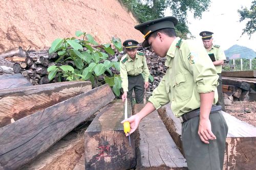 Nỗ lực kéo giảm vi phạm trong lĩnh vực lâm nghiệp