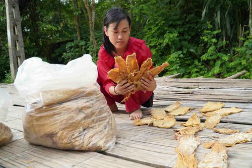 Khai thác tiềm năng và những giá trị mang lại từ rừng