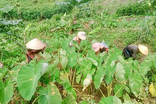 Phong Thổ quyết tâm thoát nghèo vào năm 2025