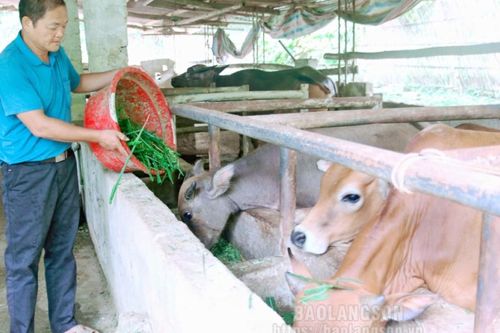 Cựu chiến binh gương mẫu, làm kinh tế giỏi