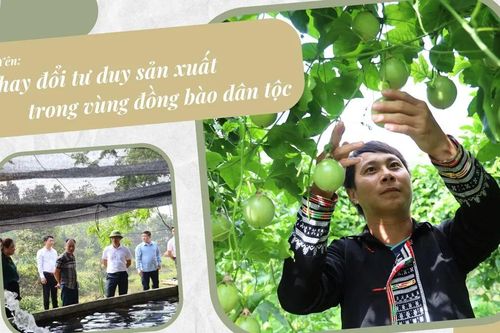 Bảo Yên: Thay đổi tư duy sản xuất trong vùng đồng bào dân tộc