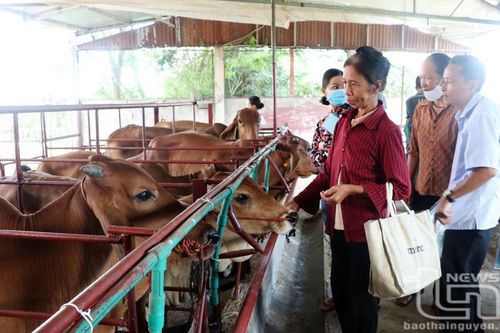 Bảo đảm chất lượng con giống khi đến tay người dân