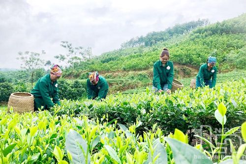 Nâng tầm thương hiệu chè Phú Lạc