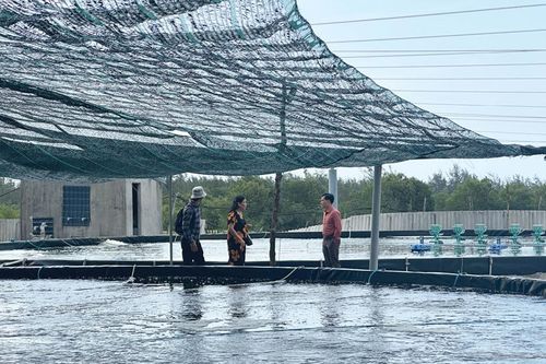 Ứng phó với môi trường bất lợi cho thủy sản nuôi