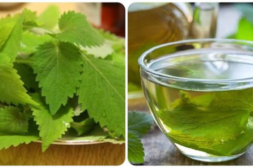 Uống nước lá kinh giới có tốt cho sức khỏe?
