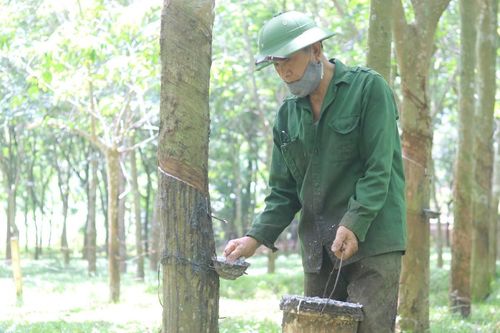 Giá mủ cao su tăng, nông dân phấn khởi