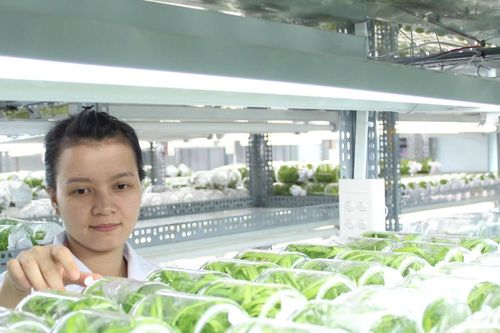Xây dựng hệ sinh thái nông nghiệp xanh, bền vững