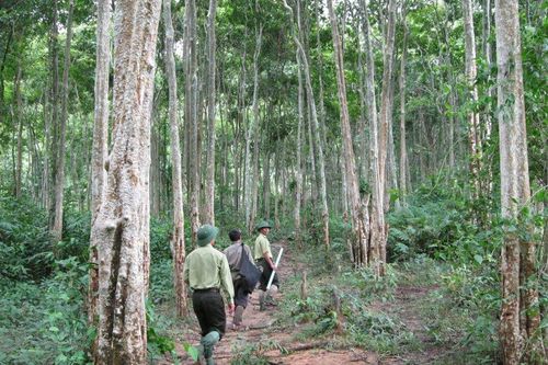 Nghệ An: đẩy nhanh việc tổ chức chi trả tiền giảm phát thải khí nhà kính