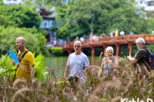 Chiêm ngưỡng vườn hoa cỏ lau tím hồng độc nhất giữa lòng Thủ đô