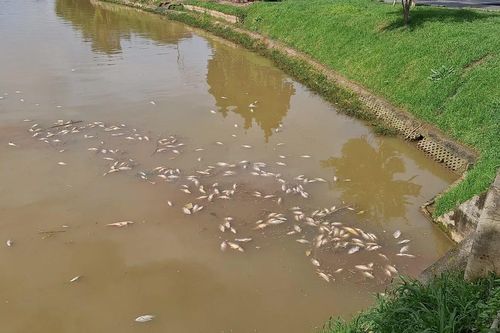 Cá chết nổi trắng góc hồ Xuân Hương – Đà Lạt