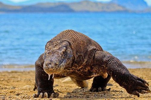 'Vũ khí' giúp rồng komodo săn mồi cực đỉnh
