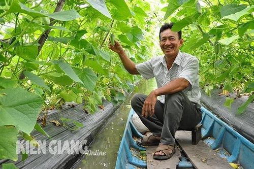Kiên Giang: Mô hình trồng dưa leo mang lại hiệu quả kinh tế