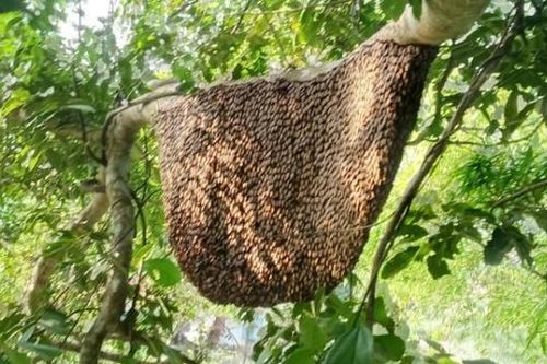 Tìm thấy thi thể người đàn ông mất tích khi đi lấy mật ong
