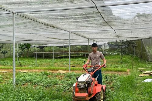 Khởi nghiệp từ mô hình trồng rau an toàn