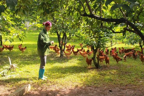 Giảm nghèo hiệu quả từ mô hình nuôi gà thả vườn