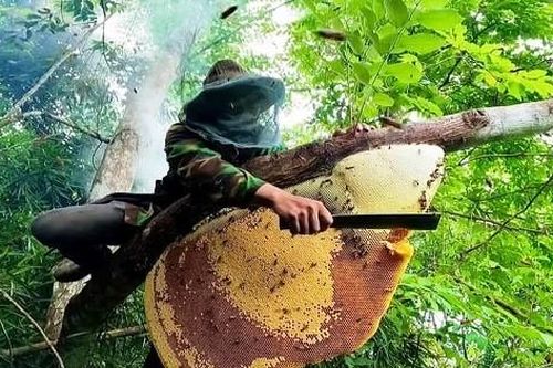 Tìm thấy thi thể người đàn ông vào rừng lấy mật ong sau 3 ngày mất tích