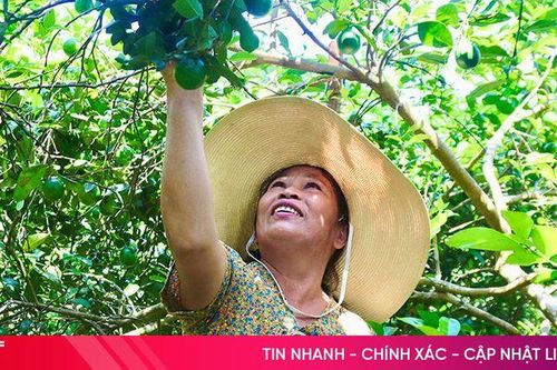 Vựa chanh lớn nhất huyện miền núi Hà Tĩnh vào mùa thu hoạch