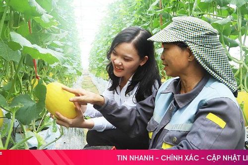 Nhà vườn 'đếm' ngày đưa dưa lưới ra chợ rằm tháng Bảy