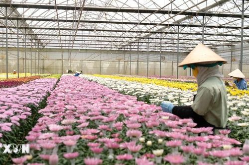 Lâm Đồng: Mưa kéo dài gần 1 tháng khiến giá rau và hoa biến động mạnh