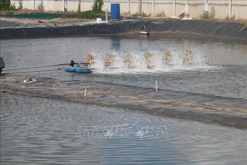Đánh thức tiềm năng nuôi thủy sản hạ lưu sông Tiền