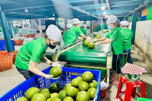 Thúc đẩy phát triển nông nghiệp xanh bền vững tại Việt Nam