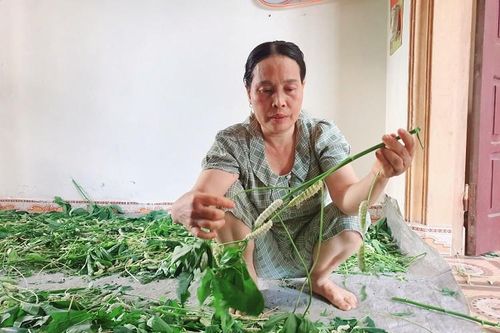 Nuôi loại côn trùng 'lúc nhúc đầy gai' lấy thịt, thu lãi gấp 10 lần chỉ chưa đầy một tháng