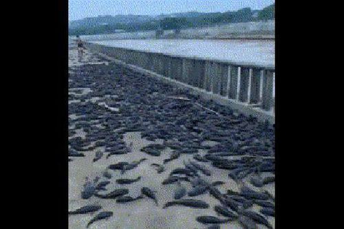 Clip: Kinh ngạc hàng nghìn con cá bị sóng đánh dạt vào đường đi