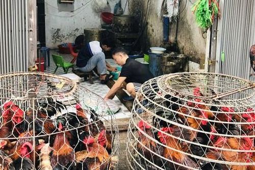 Xử lý, chấn chỉnh bất cập tại chợ đầu mối gia cầm Hải Bối