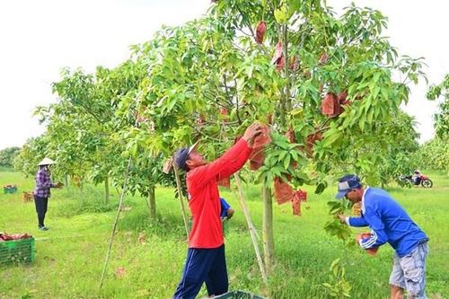 Sử dụng thuốc bảo vệ thực vật an toàn trên cây có múi và xoài