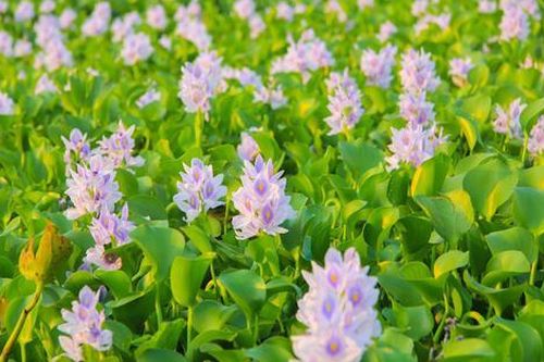 Loài cây mọc hoang, người Việt vứt bỏ không tiếc hóa ra là thuốc quý đắt đỏ với công dụng bất ngờ