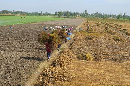 Phát huy liên kết trong sản xuất nông nghiệp