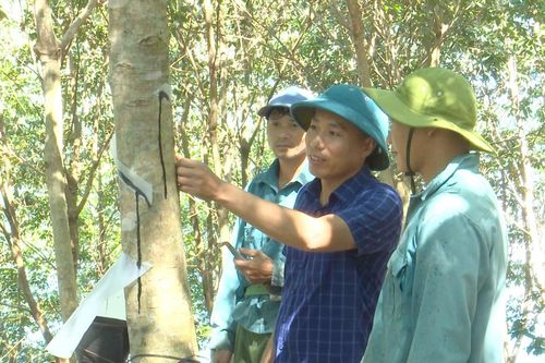 Nỗ lực vượt khó khăn phấn đấu về đích sản lượng