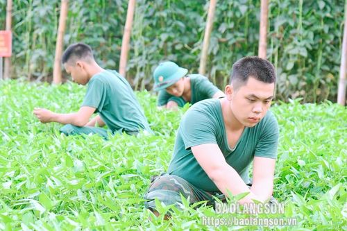 Lực lượng vũ trang tỉnh thi đua tăng gia sản xuất