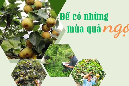 Để có những mùa quả ngọt