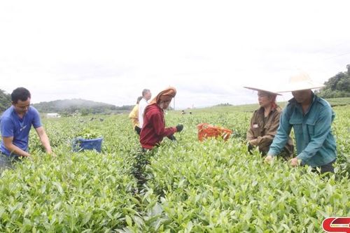 Nỗ lực thực hiện các chương trình mục tiêu quốc gia