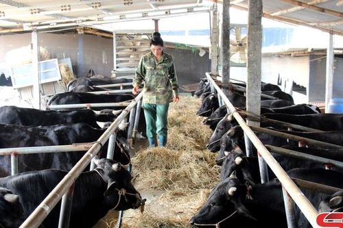 Tiếp sức cho hợp tác xã phát triển