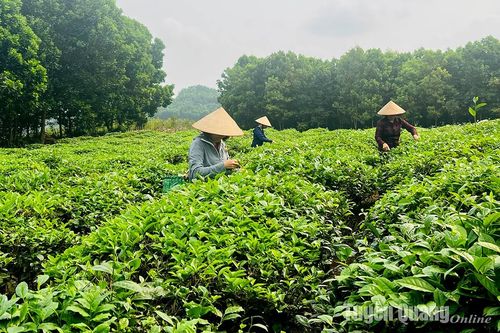 'Trẻ hóa' vùng chè