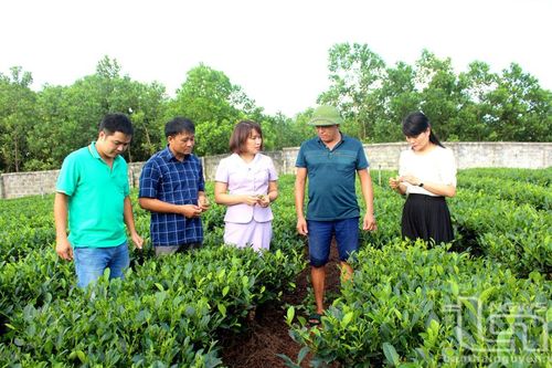 TP. Thái Nguyên: Tăng giá trị nông sản từ sản xuất hữu cơ