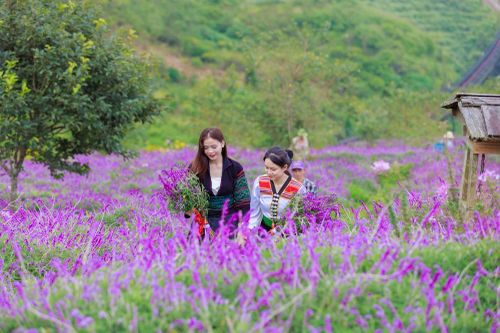 Fansipan hút khách với đồi hoa tím đẹp như mơ