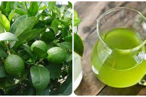 Uống trà lá chanh có tác dụng gì với sức khỏe?