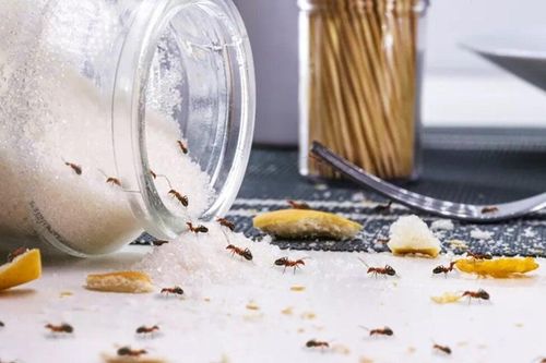 Cách đuổi kiến khỏi lọ đường cực dễ