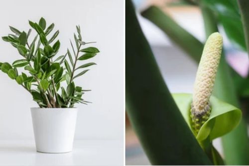 Cây kim tiền ra hoa có ý nghĩa gì trong phong thủy?
