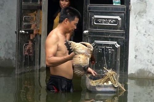 Người dân ngoại thành Hà Nội lội nước sơ tán gà vào nhà tránh lũ
