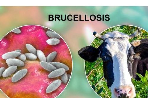 Các thuốc dùng trong bệnh Brucella